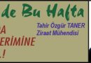 Zeytinde Bu Hafta – HAZİRANDA MAHSUL VERİMİNE BAKILMAZ.!