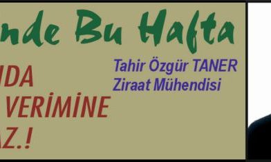 Zeytinde Bu Hafta – HAZİRANDA MAHSUL VERİMİNE BAKILMAZ.!