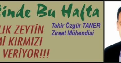 ZEYTİNDE BU HAFTA – SOFRALIK ZEYTİN ÜRETİMİ KIRMIZI ALARM VERİYOR!!!