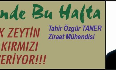 ZEYTİNDE BU HAFTA – SOFRALIK ZEYTİN ÜRETİMİ KIRMIZI ALARM VERİYOR!!!