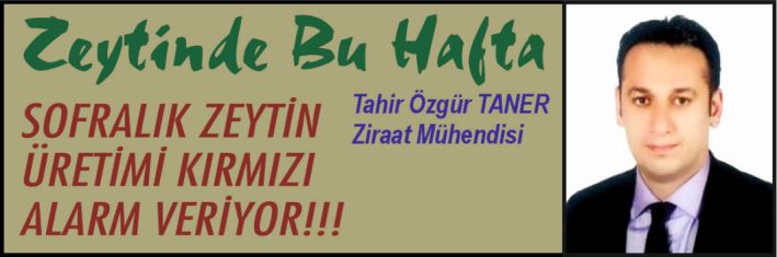 ZEYTİNDE BU HAFTA – SOFRALIK ZEYTİN ÜRETİMİ KIRMIZI ALARM VERİYOR!!!
