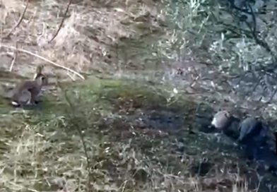 PAŞALİMANI’NDA YAŞAM KAZANDI AV YASAĞI GELDİ