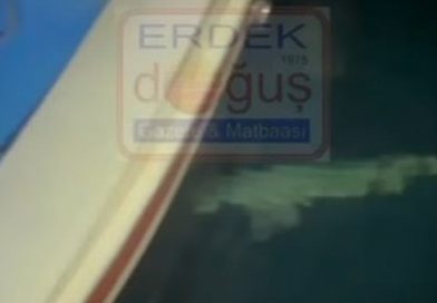 ERDEK PAŞALİMANI ADASI’NDA SÜRPRİZ KARŞILAŞMA!