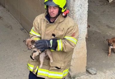 YAVRU KÖPEKLERİN İMDADINA İTFAİYE YETİŞTİ