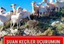 BALIKLI’DA FİLM GİBİ “KEÇİ FİRARI”
