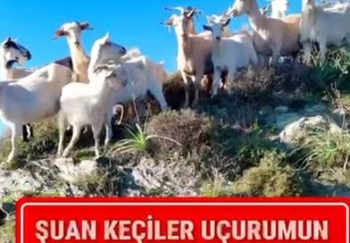 BALIKLI’DA FİLM GİBİ “KEÇİ FİRARI”