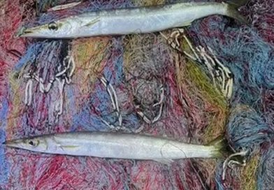 MARMARA DENİZİ’NDE ŞAŞIRTAN AV… PAŞALİMAN AÇIĞINDA AĞLARA TURNA BALIĞI TAKILDI