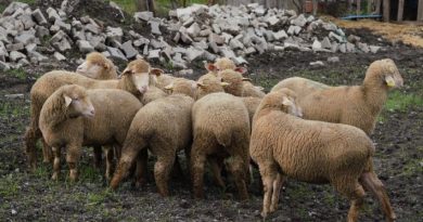 Büyükşehir’den Balıkesir çiftçisine %100 hibeli damızlık desteği