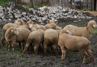 Büyükşehir’den Balıkesir çiftçisine %100 hibeli damızlık desteği