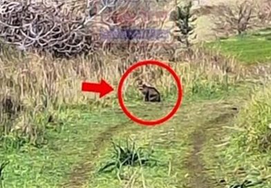 PAŞALİMANI’NDA VAŞAK GÖRÜNTÜLENDİ