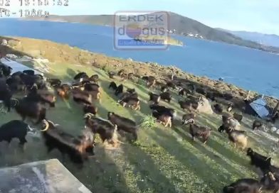 KOYUN ADASI’NDA KEÇİ İSTİLASI