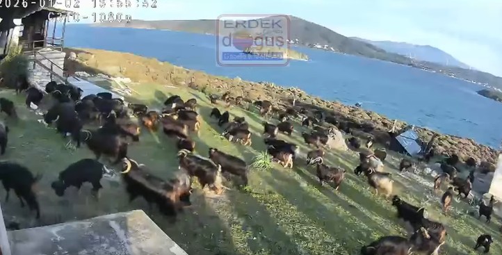 KOYUN ADASI’NDA KEÇİ İSTİLASI