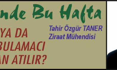 Zeytinde Bu Hafta – BAKIRLI YA DA  BORDO BULAMACI  NE ZAMAN ATILIR?