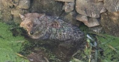 KURNAZ TİLKİ KUYUDAN ÇIKARILDI