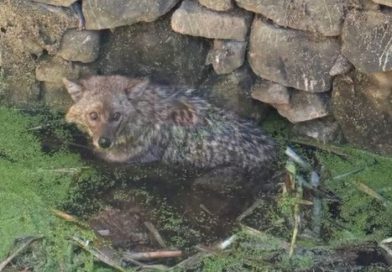 KURNAZ TİLKİ KUYUDAN ÇIKARILDI