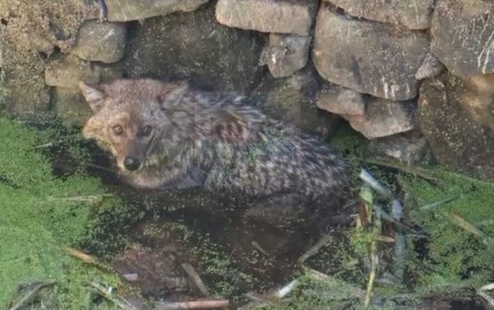 KURNAZ TİLKİ KUYUDAN ÇIKARILDI