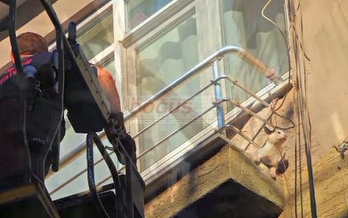 BALKONDA MAHSUR KALAN KEDİYİ İTFAİYE KURTARDI