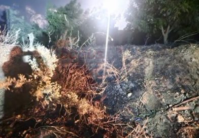 PAŞALİMANI ADASI HARMANLI’DA OTLUK ALAN YANDI