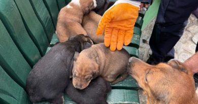 MAHSUR KALAN YAVRU KÖPEKLERE İTFAİYE’DEN UMUT ELİ