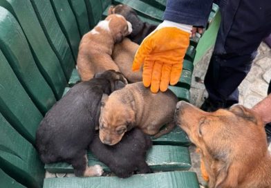 MAHSUR KALAN YAVRU KÖPEKLERE İTFAİYE’DEN UMUT ELİ