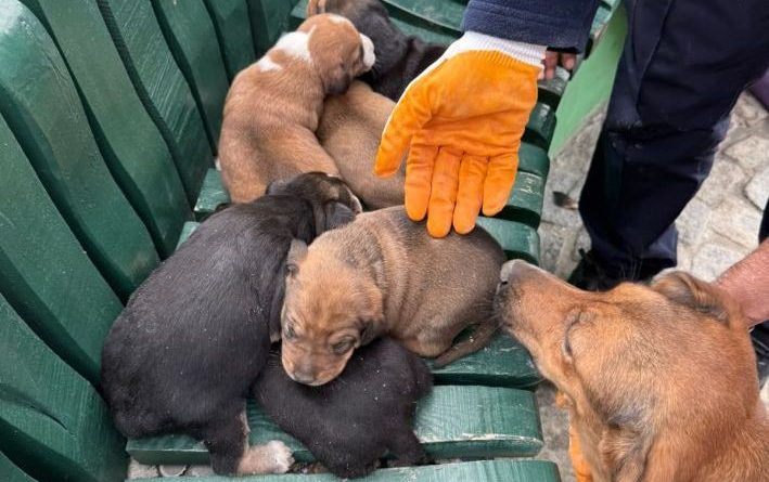 MAHSUR KALAN YAVRU KÖPEKLERE İTFAİYE’DEN UMUT ELİ